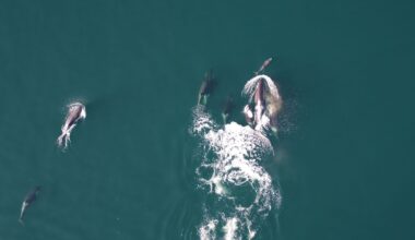 Ennennäkemätöntä: Miekkavalaat yhteistyössä yllättävän kumppanin kanssa