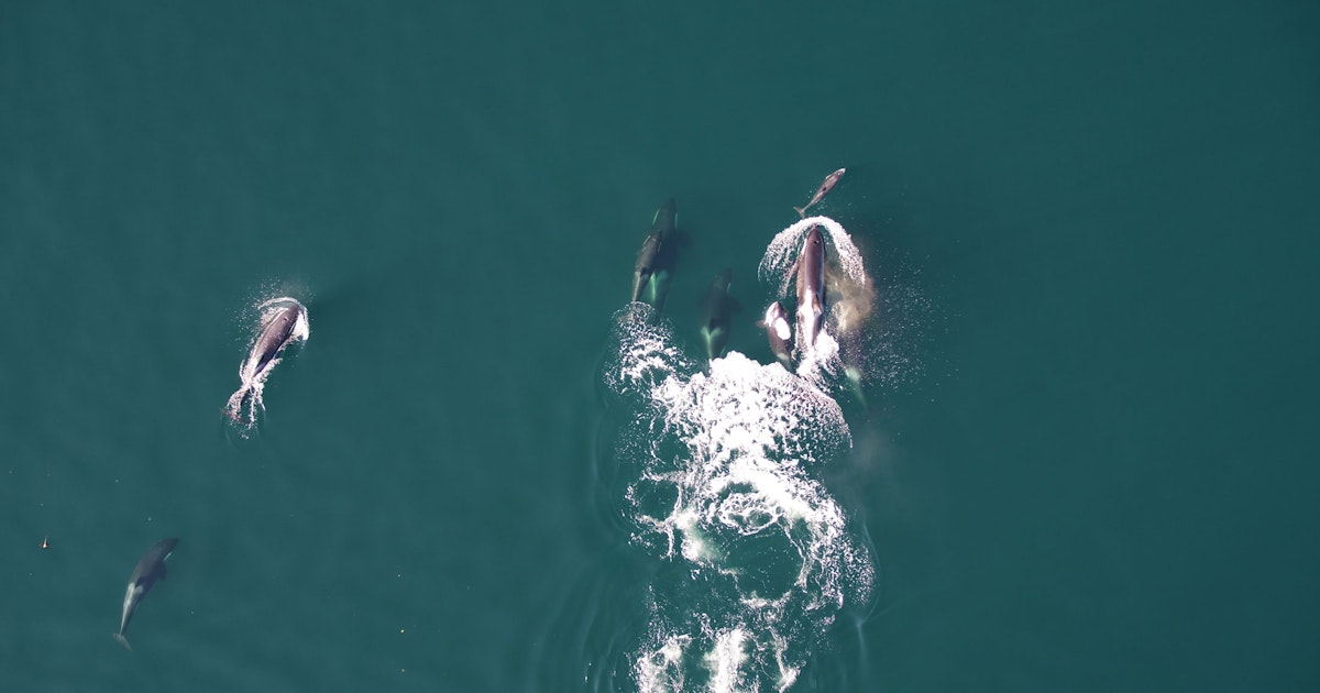 Ennennäkemätöntä: Miekkavalaat yhteistyössä yllättävän kumppanin kanssa