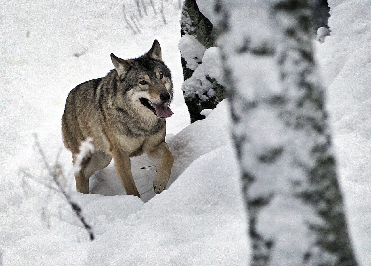 Pudasjärvelle on myönnetty lupa kahden suden ampumiseen. Kuvan susi on kuvattu Ranuan eläinpuistossa.