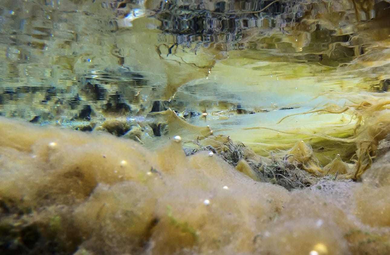 Lähteen pohjalta kesällä otetussa Teija Soinin kuvassa leviin ja lehtivarsiin kiinnittyneet pienet vesikuplat näyttävät aidoilta helmiltä.