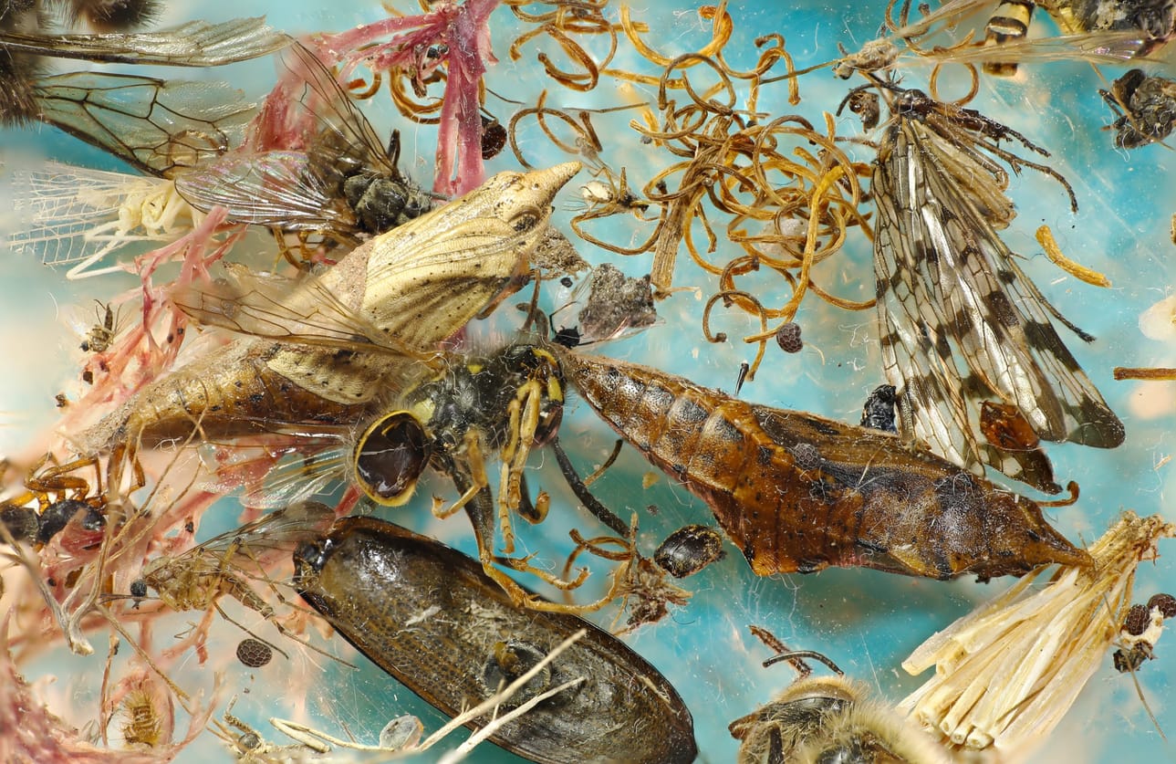 Taiteilijakollektiivi Nabbteeri tuo Photo North -galleriaan hyönteisten katoavan maailman.