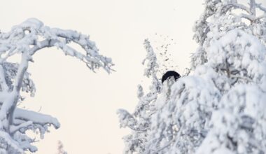 Latvalinnustus alkaa tänään 13 Lapin kunnassa – ”Vain 11–15 prosenttia metsästäjistä saa saalista” - Metsä