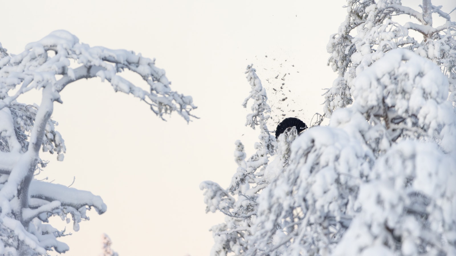 Latvalinnustus alkaa tänään 13 Lapin kunnassa – ”Vain 11–15 prosenttia metsästäjistä saa saalista” - Metsä