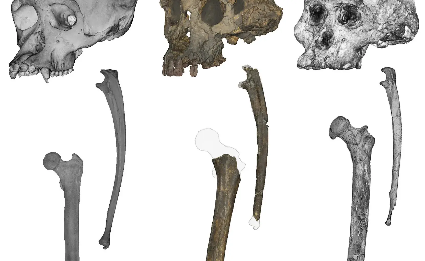 Ihmisen esi-isä saattoi kävellä kahdella jalalla jo 7 miljoonaa vuotta sitten