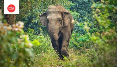 Kuvituskuvassa aasiannorsu.