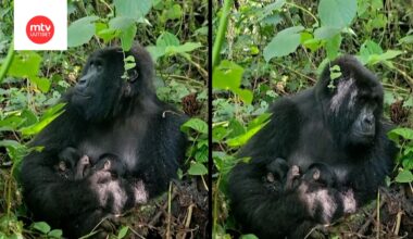 Video: Harvinainen vuorigorilla sai kaksoset Kongossa