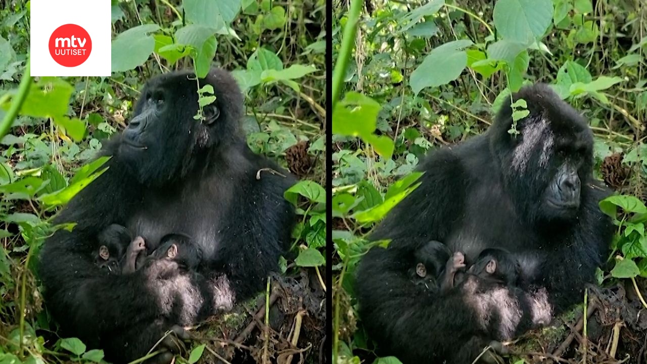 Video: Harvinainen vuorigorilla sai kaksoset Kongossa