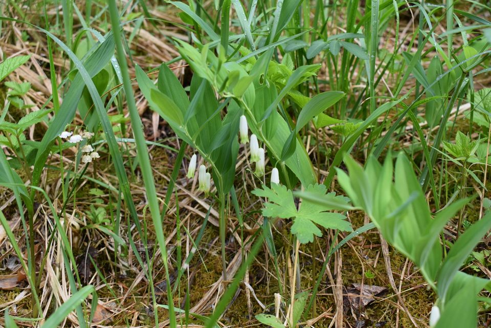 Joroisten Tervaruukinsalon Natura-alueen hoito- ja käyttösuunnitelmassa esitetään vaihtoehtoja harjumetsien käsittelylle