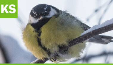 Taivalkoskelainen Pekka Väisänen kasvattaa pikkulinnuille eläviä toukkia –katso videolta, miten tiaiset napsivat herkut kädeltä alta aikayksikön