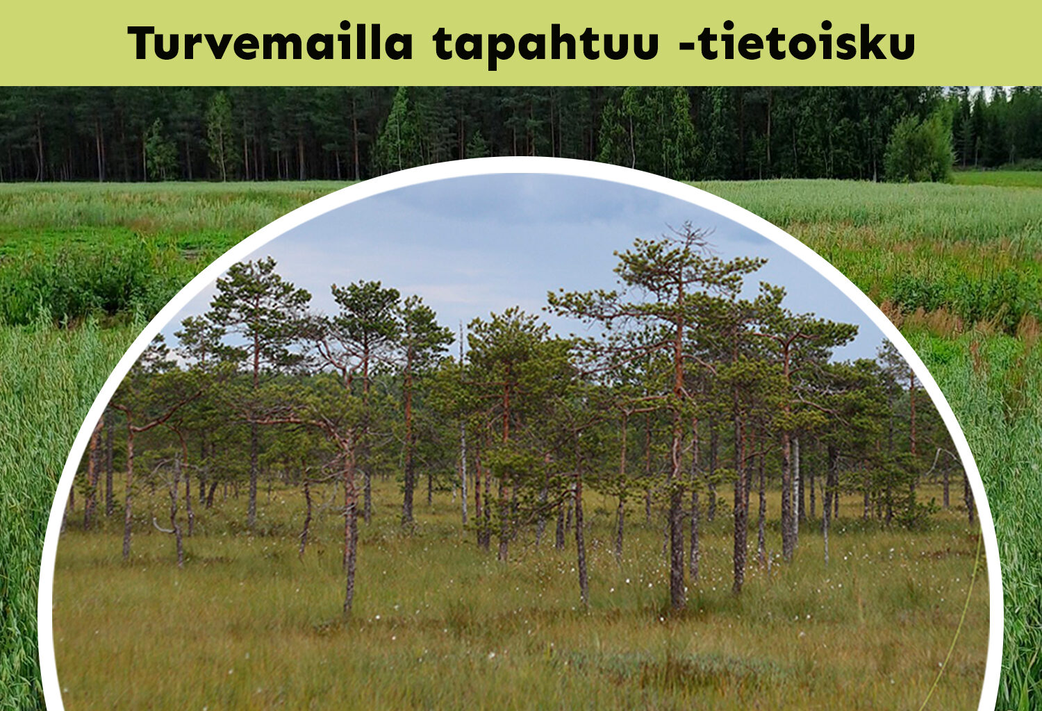 Turvemaat Keski-Pohjanmaan lypsykarjatiloilla | SEAMK.fi