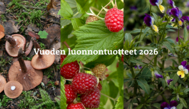 Vuoden 2026 luonnontuotteiksi valittiin vadelma, sikurirousku ja keto-orvokki