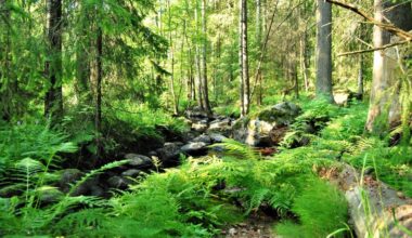 Ikuri-Kalkun Myllypuron luonnonsuojelualue [Tampereen kaupunki - Luonto ja ympäristö - Luonnonsuojelu