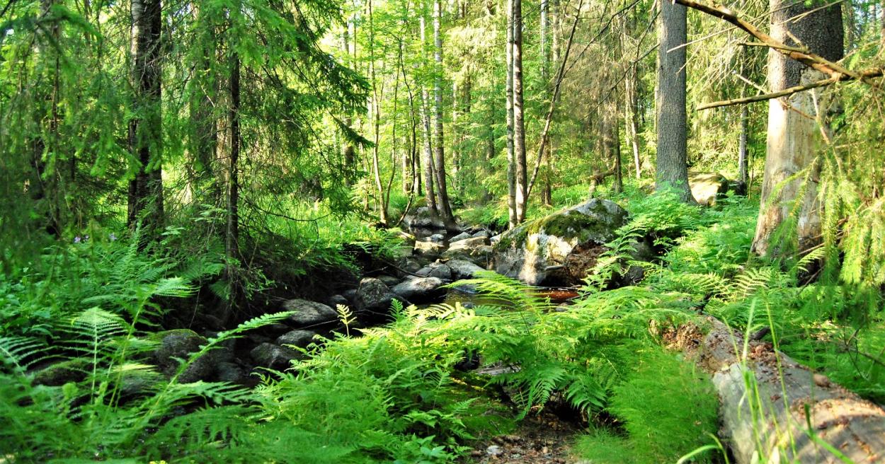 Ikuri-Kalkun Myllypuron luonnonsuojelualue [Tampereen kaupunki - Luonto ja ympäristö - Luonnonsuojelu