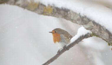 Jopa puolet pikkulinnuista kuolee talven aikana – paukkupakkaset verottavat lintuja kovalla kädellä - Maaseudun Tulevaisuus