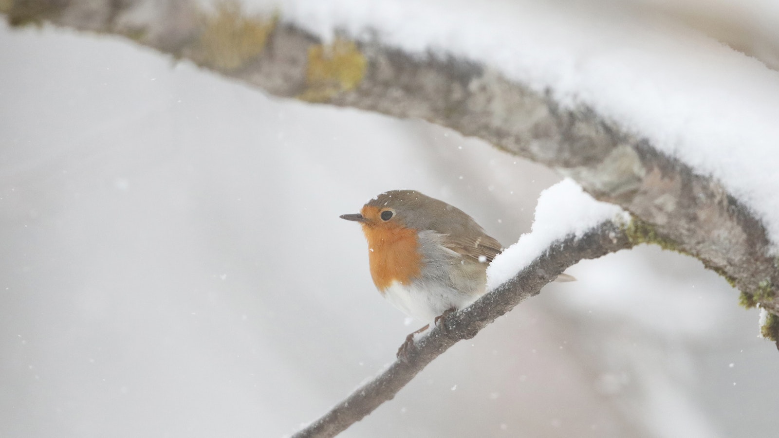 Jopa puolet pikkulinnuista kuolee talven aikana – paukkupakkaset verottavat lintuja kovalla kädellä - Maaseudun Tulevaisuus
