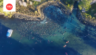 Hämmentävä näky! Sadat manaatit kerääntyivät puiston reunaan Floridassa