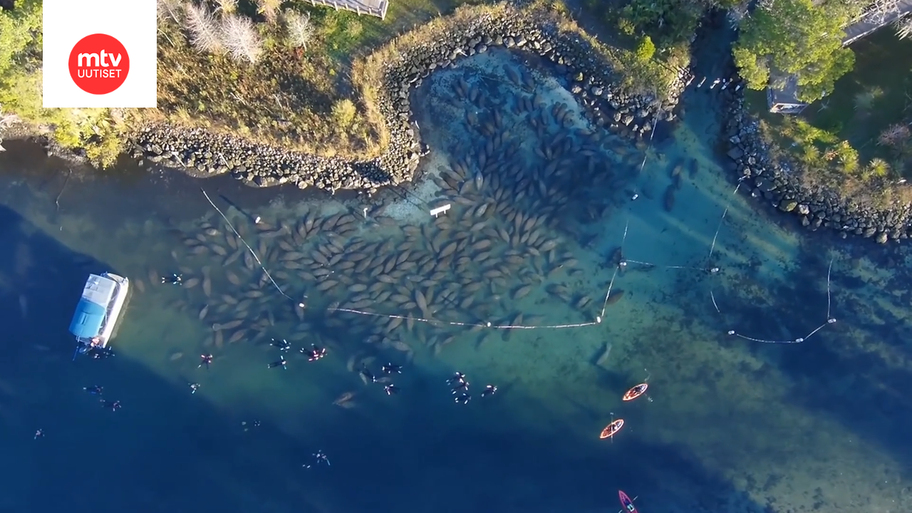 Hämmentävä näky! Sadat manaatit kerääntyivät puiston reunaan Floridassa