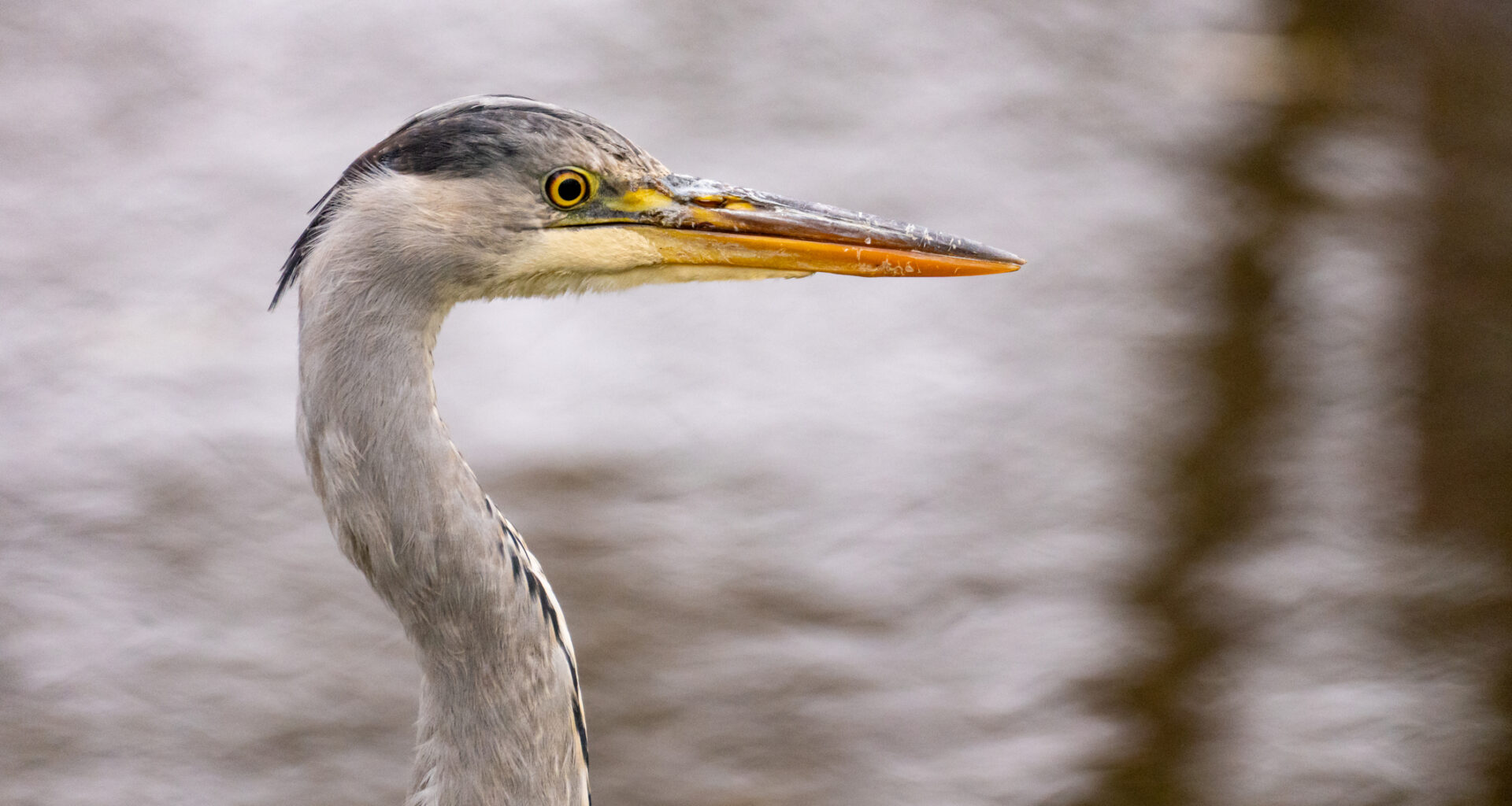 Näin loukkaantunut harmaahaikara toipui ja pääsi takaisin luontoon
