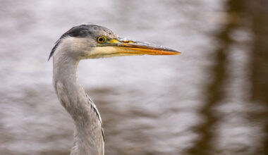 Näin loukkaantunut harmaahaikara toipui ja pääsi takaisin luontoon