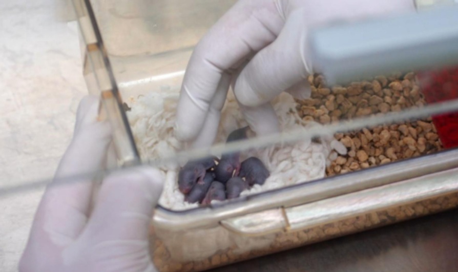 Avaruudessa elänyt hiiri synnytti terveen poikueen