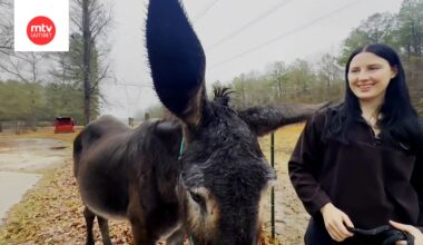 Hope-aasin jättikorvat rikkoivat ennätyksen – taustalla surullinen tarina