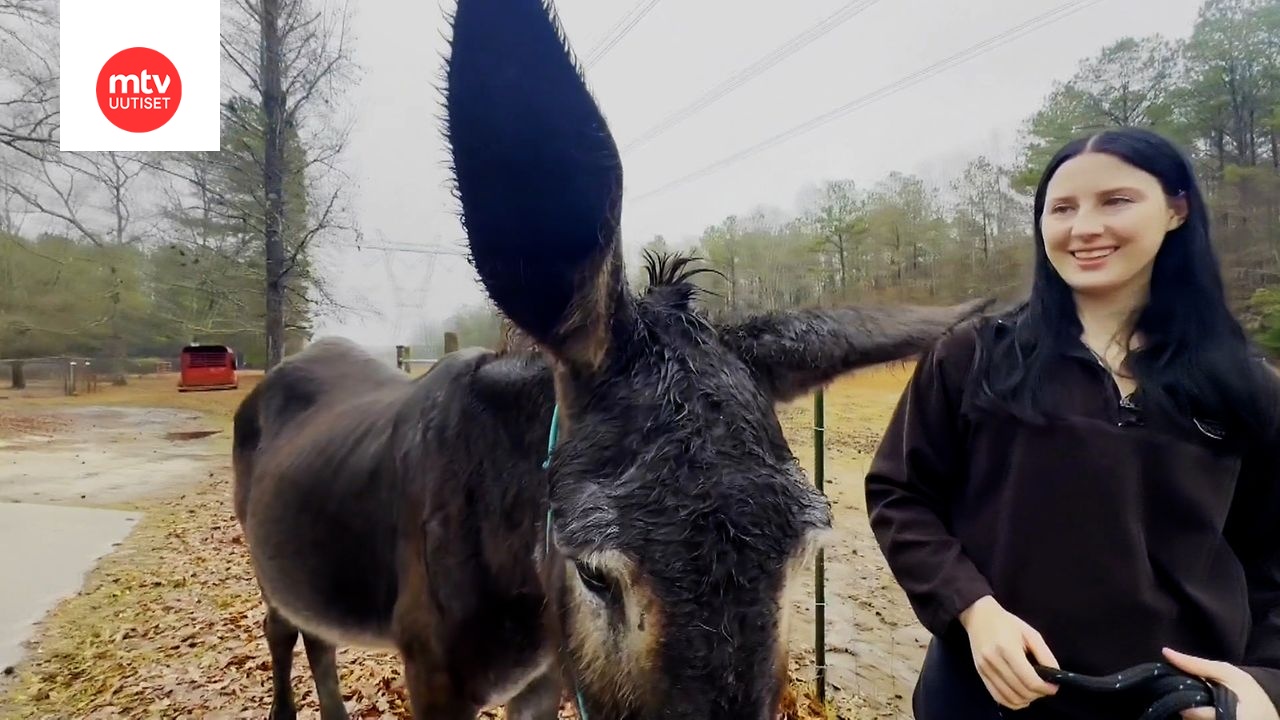Hope-aasin jättikorvat rikkoivat ennätyksen – taustalla surullinen tarina