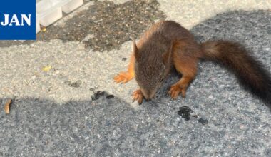 Oravanpoikanen hakeutui ihmisten avun piiriin Turengissa