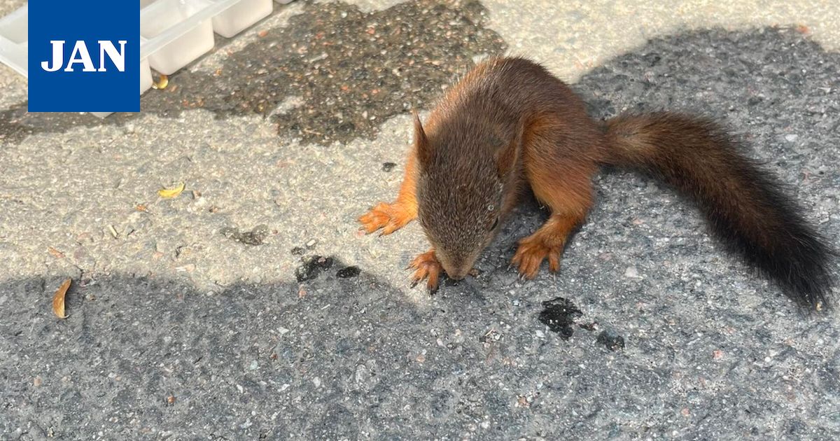 Oravanpoikanen hakeutui ihmisten avun piiriin Turengissa