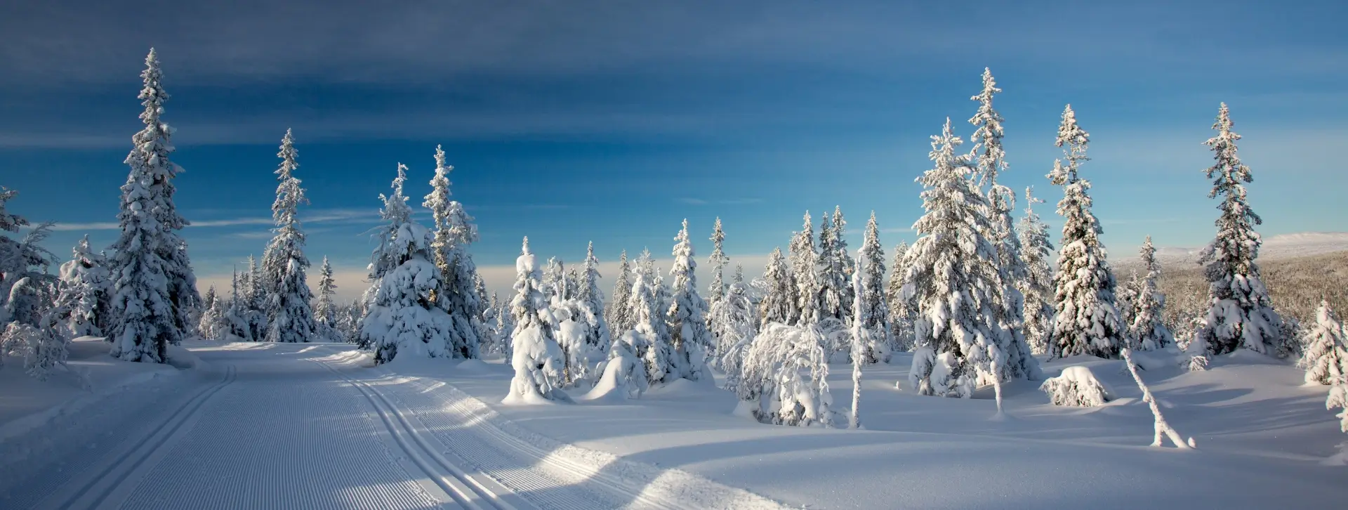 Tammikuun parhaiten tuottaneet osinko-osakkeet pohjoismaista.