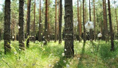 Kintulammin luonnonsuojelualue [Tampereen kaupunki - Luonto ja ympäristö - Luonnonsuojelu