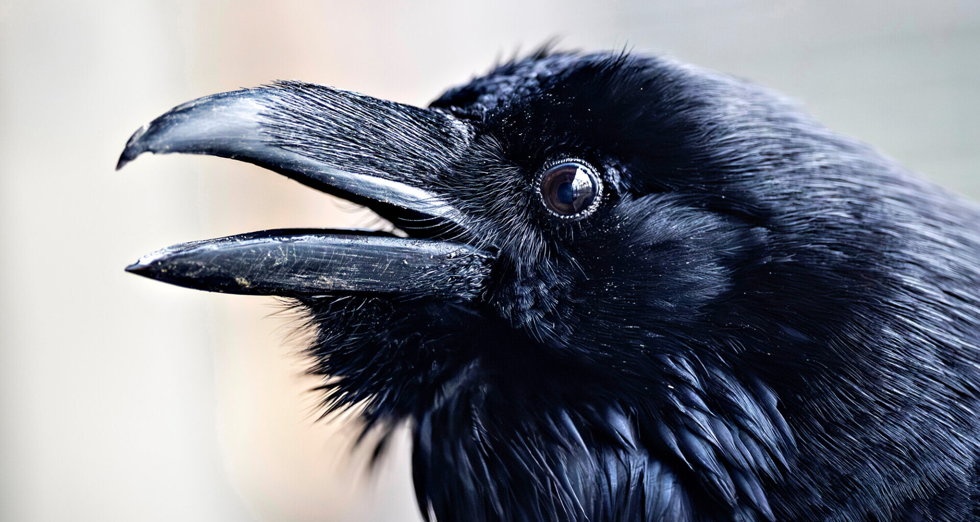 Taitavasti matkiva Kostiina-korppi toivottaa hoitolan henkilökunnalle aina hyvät huomenet.