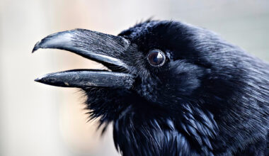 Taitavasti matkiva Kostiina-korppi toivottaa hoitolan henkilökunnalle aina hyvät huomenet.