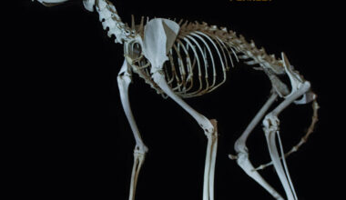 Arvio: Kun Tuomari Nurmio Black Sabbathin kämpille jammailemaan eksyi - Kuolemankellon debyytti groovaa rouheasti