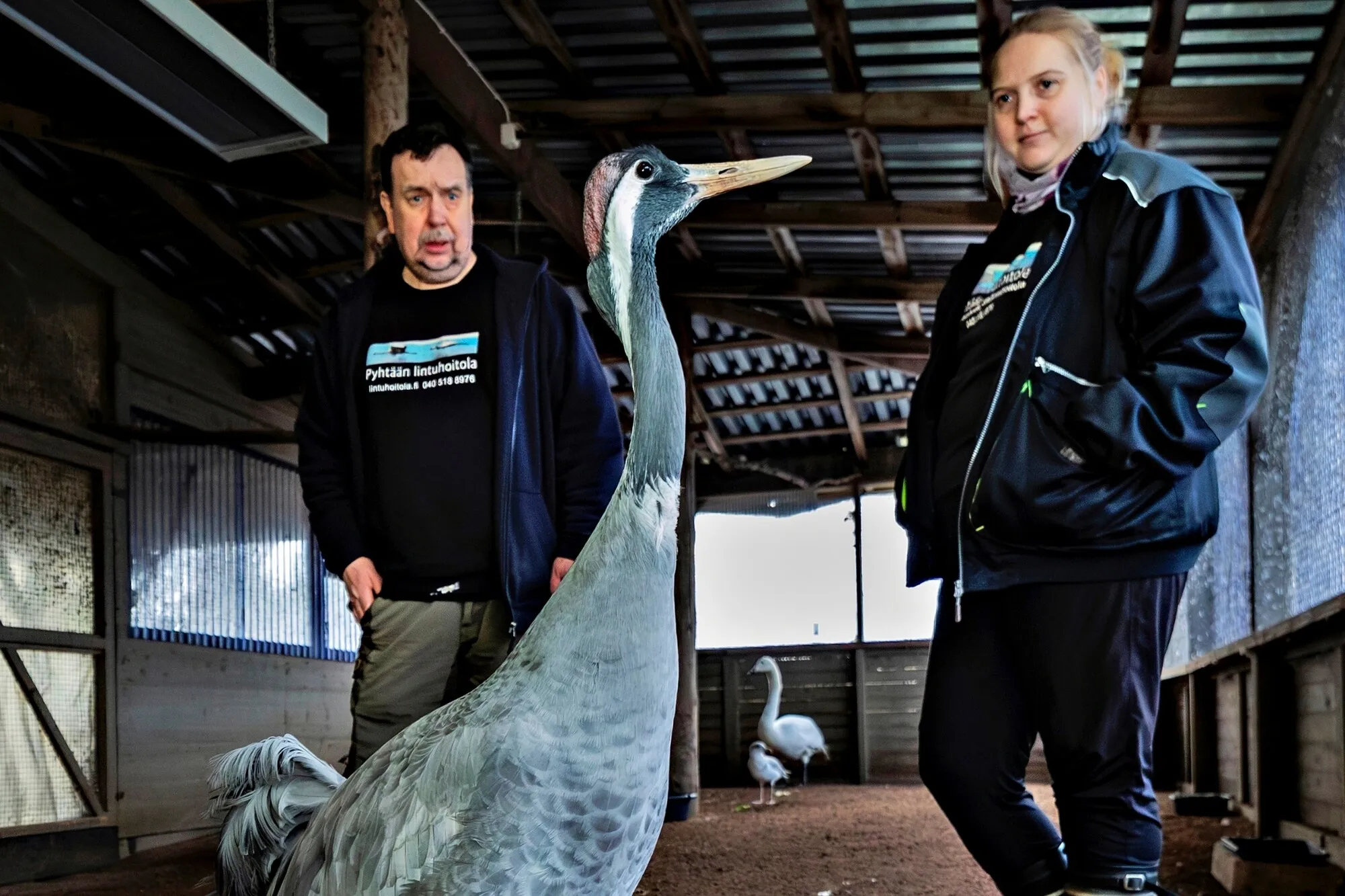 Hoitolan vakituisiin asukkaisiin kuuluva Piippa-kurki on tullut tervehtimään Arto ja Marjaana Hokkasta.