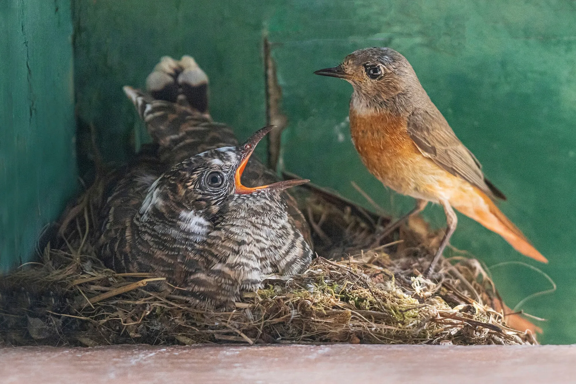 Linnut Suomessa: leppälintu ruokkii pesässään olevaa käenpoikasta.