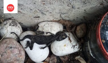 Kuva: Heini Ryhäsen kotialbumi.