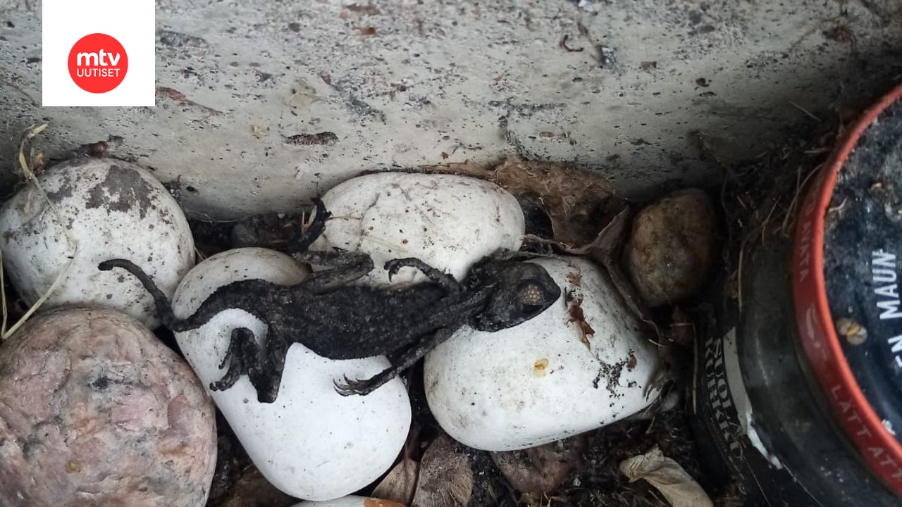 Kuva: Heini Ryhäsen kotialbumi.