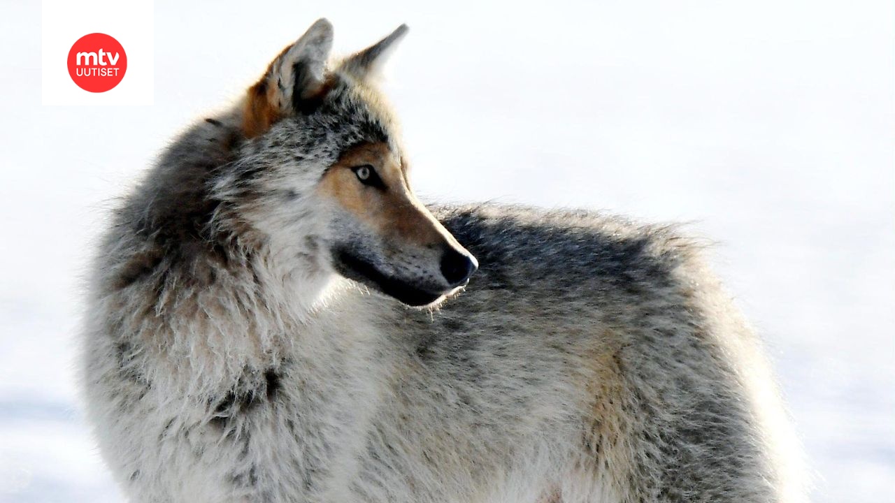 Suden kiintiömetsästys käynnistyi tänään vilkkaasti