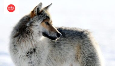 Kuvituskuvassa susi Kuhmon rajavyöhykkeellä keväällä 2020.