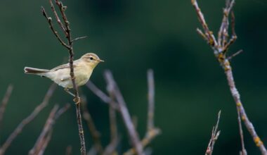 Suomen luonnon tilasta tuore arvio – Monien tavallisten lintulajien kannat vähentyneet