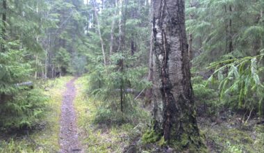 Metsäpolku. Kuva: Porin kaupunki / Tommi Lievonen