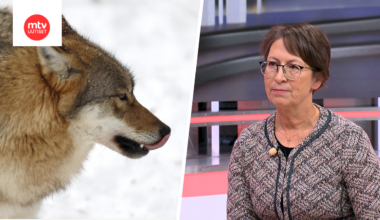 Ministeri Sari Essayah arvioi, että kiintiöiden nopea täyttyminen johtuu lisääntyneestä susien määrästä.