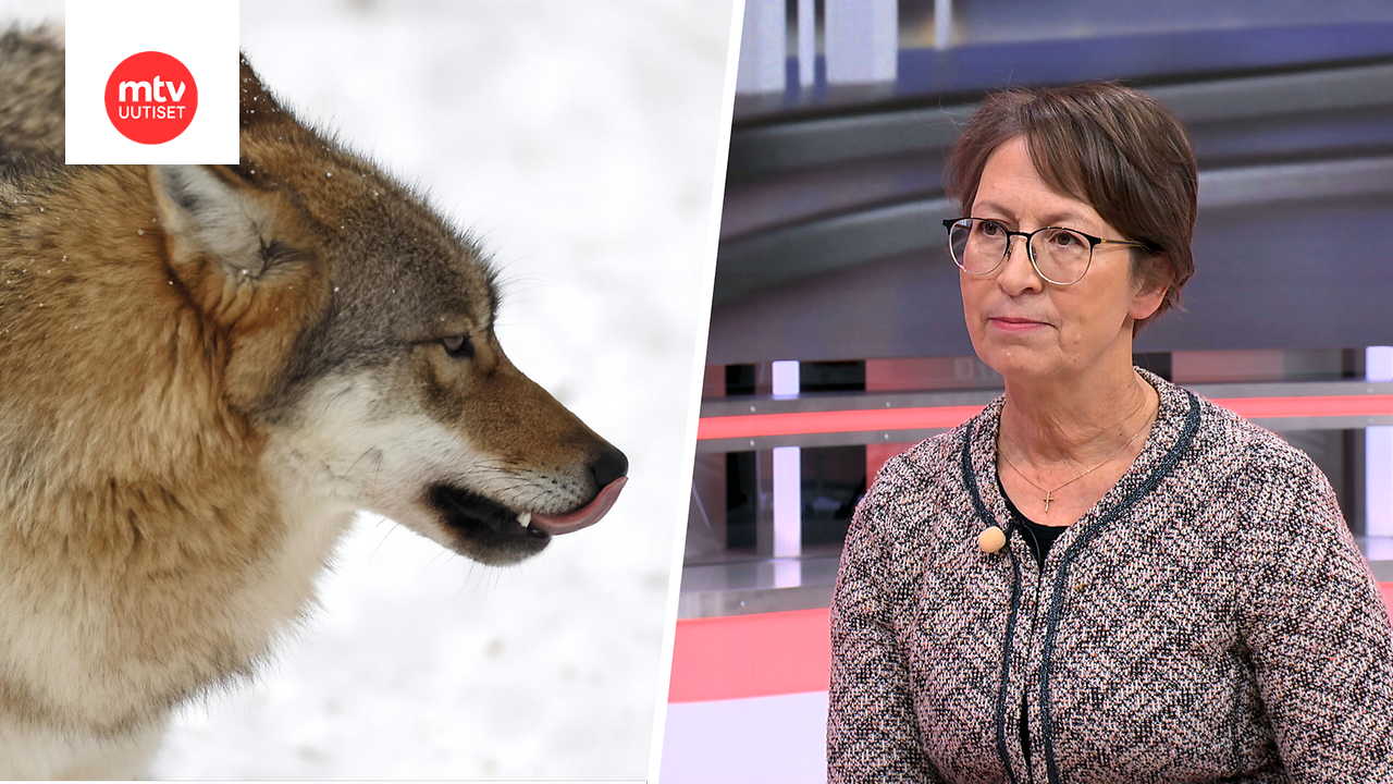 Ministeri Sari Essayah arvioi, että kiintiöiden nopea täyttyminen johtuu lisääntyneestä susien määrästä.