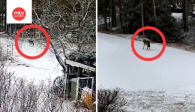 Keijo kuvasi suden kotitiellään keskellä päivää – samalla viikolla alueella ammuttiin niitä 13