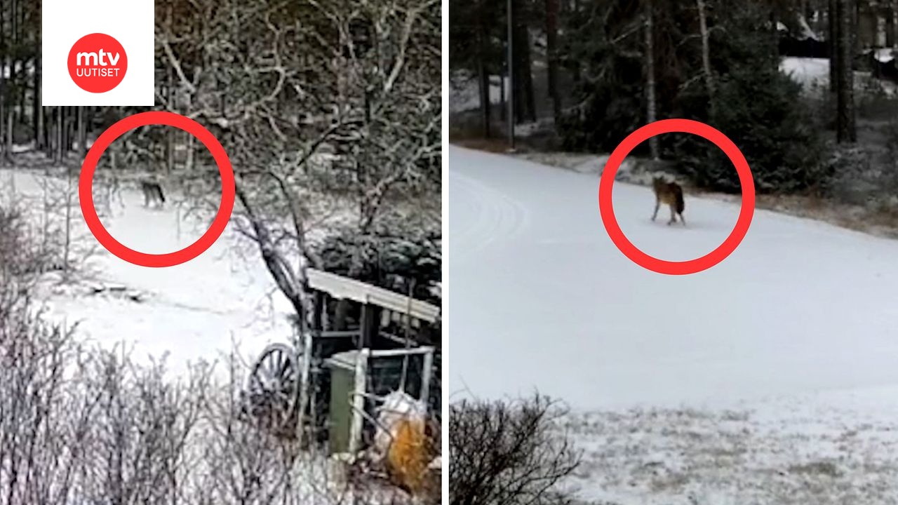 Keijo kuvasi suden kotitiellään keskellä päivää – samalla viikolla alueella ammuttiin niitä 13