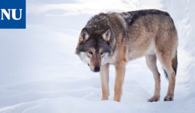 Nokialle saattaa olla leviämässä naapurikunnan susilauma