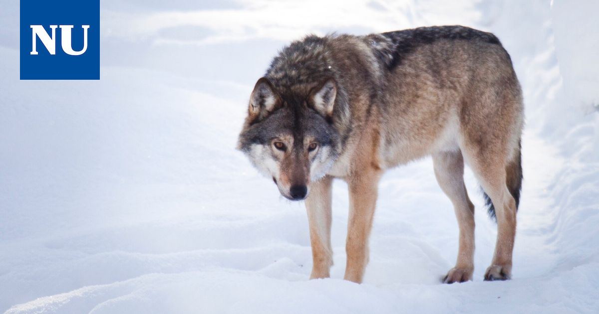 Nokialle saattaa olla leviämässä naapurikunnan susilauma