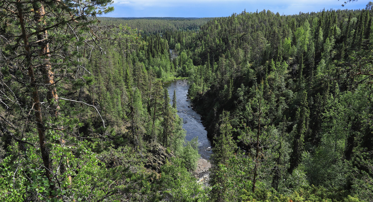 Toisen perustamisaallon kansallispuistot juhlivat 70-vuotista taivaltaan ensi vuonna - Ajankohtaista