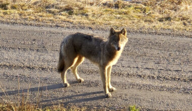 Viime maaliskuussa kuvattu eläin Halikossa. Arkistokuva.