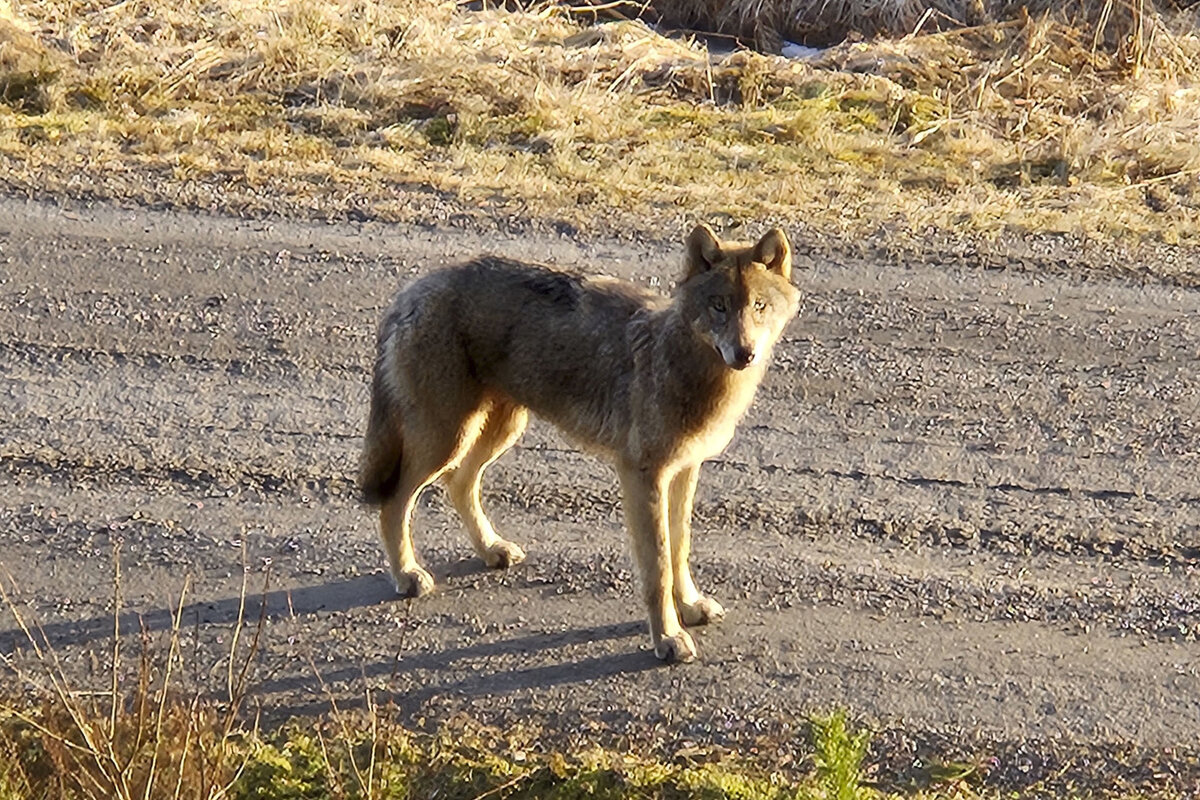 Viime maaliskuussa kuvattu eläin Halikossa. Arkistokuva.